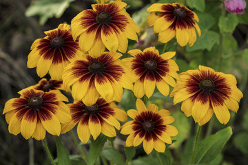 A beautiful bunch of yellow flowers.
