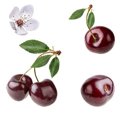 Fresh cherry with leaf and flower isolated on white background with clipping path