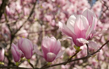 Foto op Canvas beautiful spring background. Magnolia flowers closeup on a branch. blurred background of blossoming garden © Pellinni