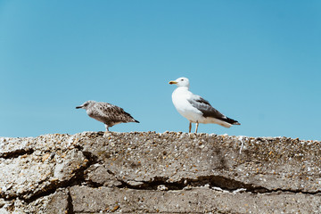 Seagulls spying