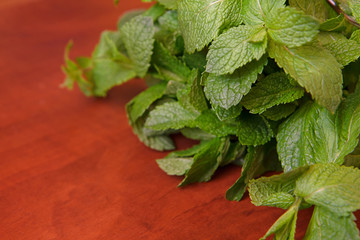 Bunch of fresh green mint