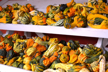 Wooden Shelves Stacked with Colorful and Festive Fall Gourds at Farmers Market