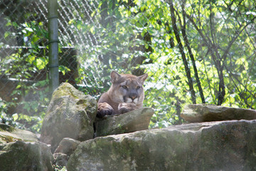 Cougar Laying Around