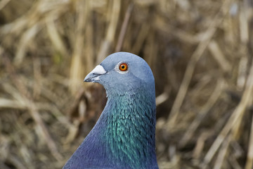 Pigeon