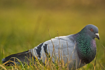 Pigeon