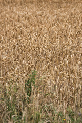 Wheat field