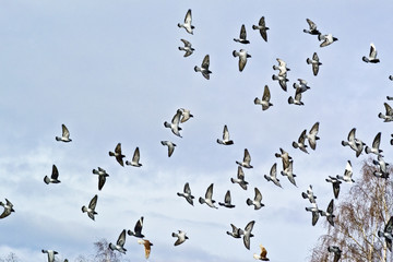 Pigeons