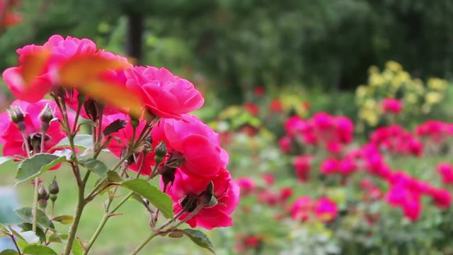 Bushes of beautiful flowering roses in summer park