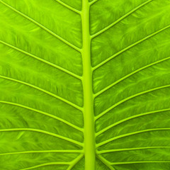 Green leaf texture