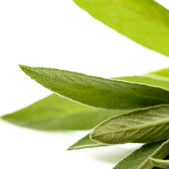 Salbei Nahaufnahme isoliert vor weißem Hintergrund