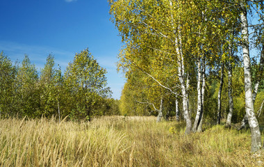Birch grove in autumn season