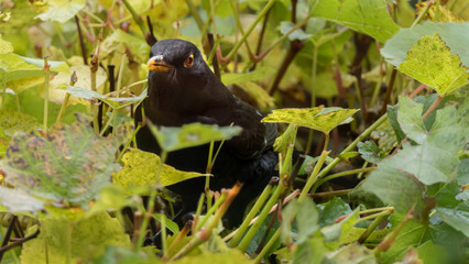 Amsel
