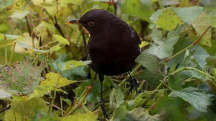 Amsel