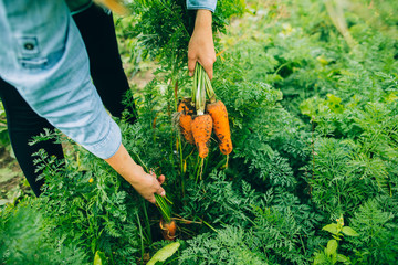 Female hand of farmer pick fresh organic carrot
