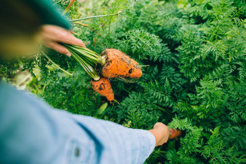 Female hand of farmer pick fresh organic carrot
