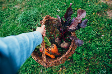 Fresh vegetables in a basket on the field