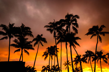 Fototapeta na wymiar Palm Trees
