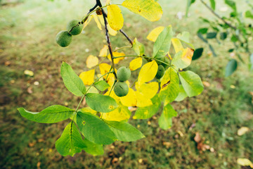 Walnut Tree Grow waiting to be harvested