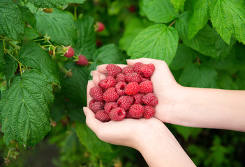 Woman hands with big red raspberries © draw05