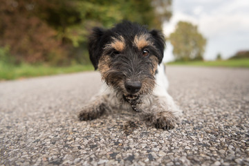 Jack Russell - Schmutziger Hund liegt auf der Straße