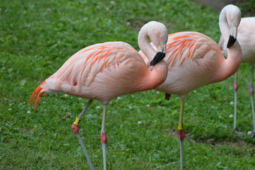 Fototapeta na wymiar Flamingos in the grass