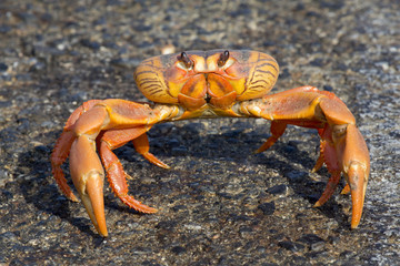 Kubanische Landkrabbe auf Küstenstrasse