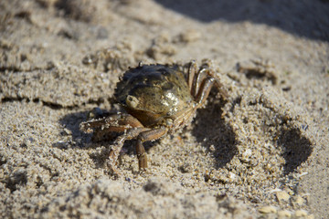 Sand Crab on the Beach Closeup in the summer.