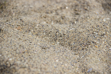 Close up broken seashell with holes on the sand at the beach by the sea.