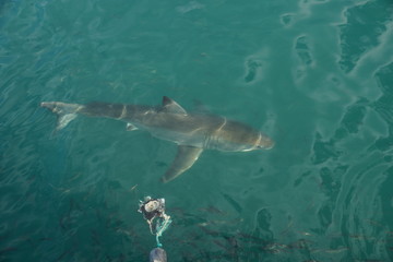 Naklejka premium Great White Shark