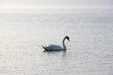 Swan on Loch at Sunset