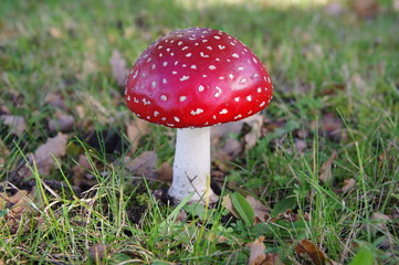 Der perfekte Fliegenpilz