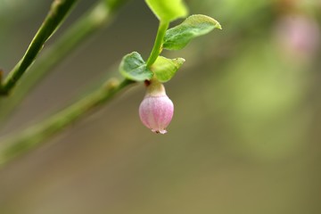 Flower on a European Blueberry bush