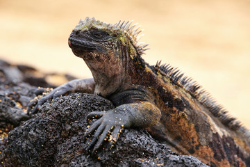 Marine iguana on Santiago Island, Galapagos National Park, Ecuador