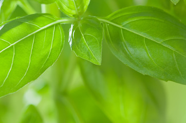 Fresh basil.