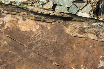 Petroglyphs of Altay. Ancient rock paintings in the Altai Mountains, Russia.