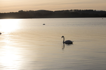 Swan on Loch at Sunset