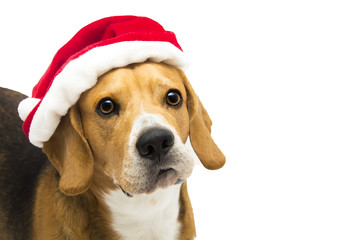 surprised santa dog, cute beagle in Santa Claus costume isolated on white background