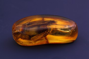 Grashopper in Baltic Amber