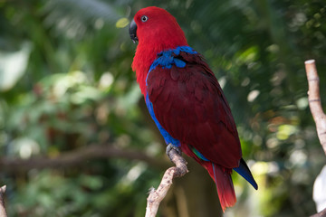 Isolated Red and blue macaw side view
