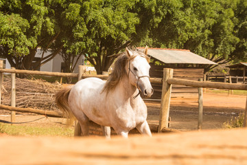 Arabian purebred White Horse