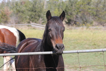 Brown horse in a small fenced in corral, head over top of fence gate.   

