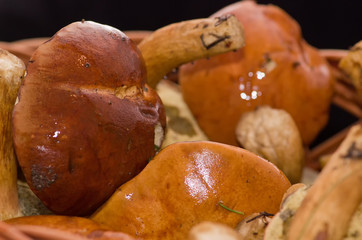 Edible forest mushrooms.