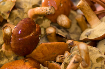 Edible forest mushrooms.