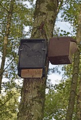 Bat box and Birdhouse installed n a tree in the forest