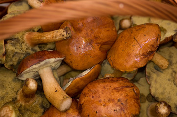 Edible forest mushrooms.