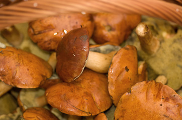 Edible forest mushrooms.