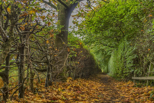 Beech Passage