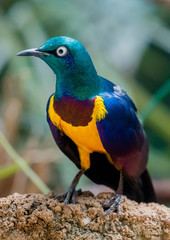 Golden-breasted starling