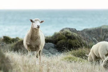 Zelfklevend Fotobehang NZ Sheep By Ocean © Joshua Daniels