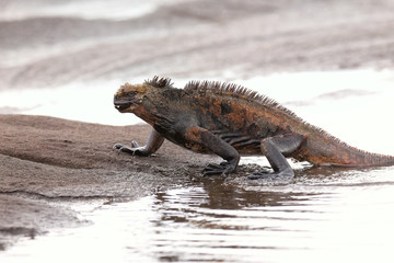 Marine iguana getting out of the water on Santiago Island, Galapagos National Park, Ecuador